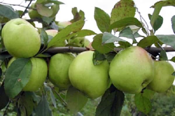 variétés de pommes