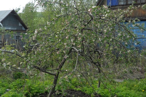 arbres en fleurs