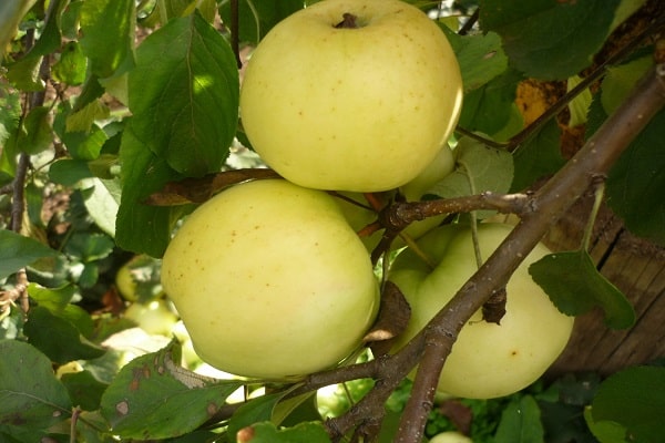 características gustativas