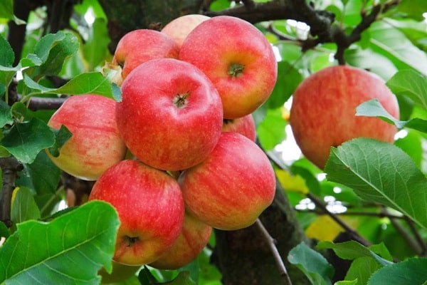 many fruits