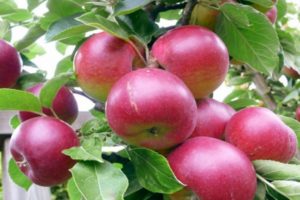 Description of the variety of apple trees Super Prekos, cultivation and yield