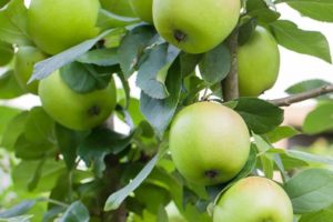 Description of the apple variety Sverdlovchanin, advantages and disadvantages, ripening and fruiting