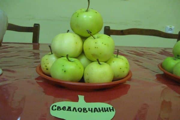 apple tree sverdlovsk