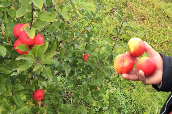 manzanas Topacio