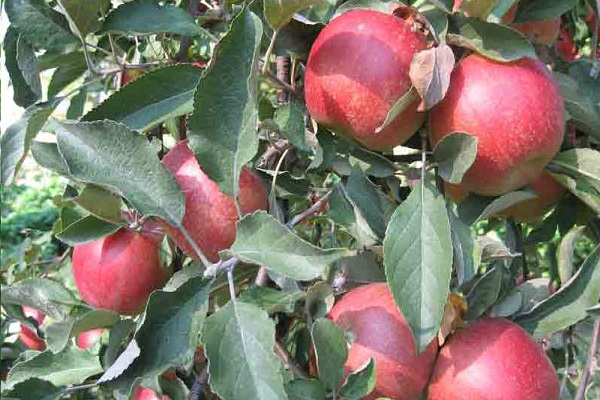 frutas preparadas