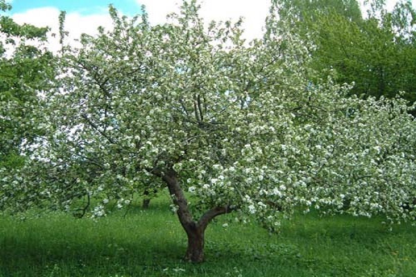 flowering time