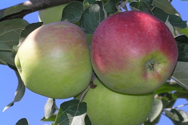 apple trees are useful