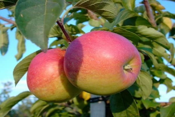 apple tree pennant