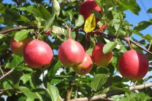 Descripción de la variedad de manzana Vympel, sus ventajas y desventajas.