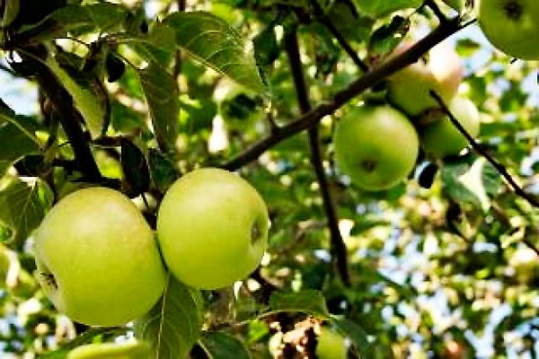 apple varieties