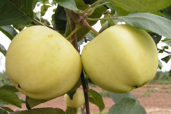 ripening of fruits