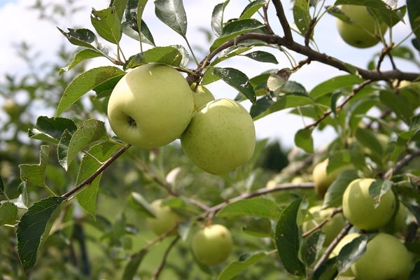 azucar amarillo