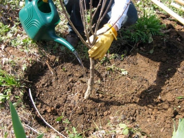 planting cherries