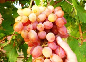 Description of the Julian grape variety and yield characteristics, cultivation features