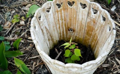 biji aprikot anak pokok