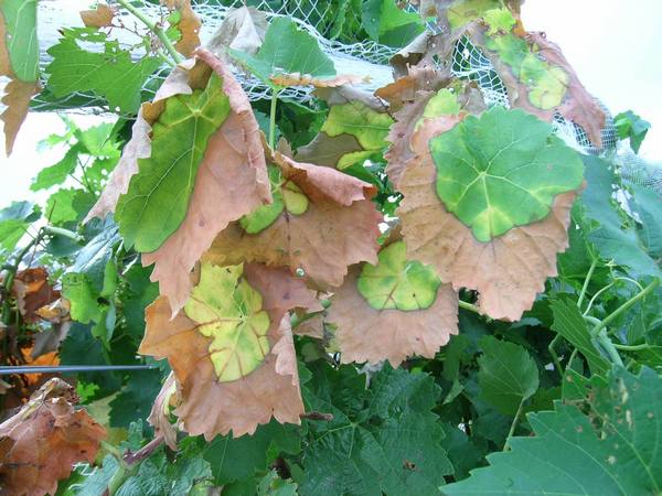 les feuilles de vigne jaunissent