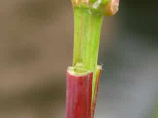 grape grafting