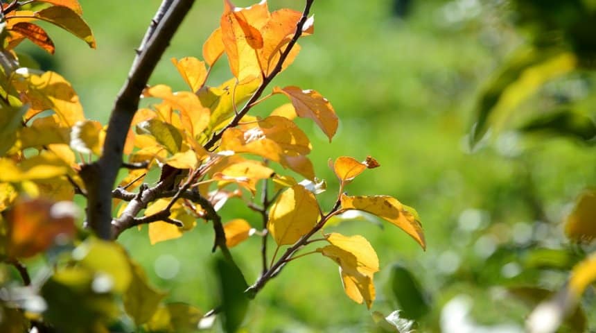 pourquoi les feuilles du pommier jaunissent-elles