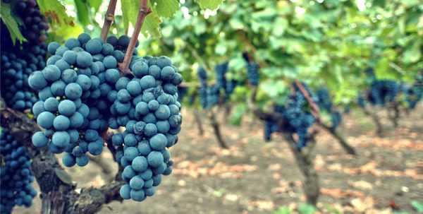 Zinfandel grape variety