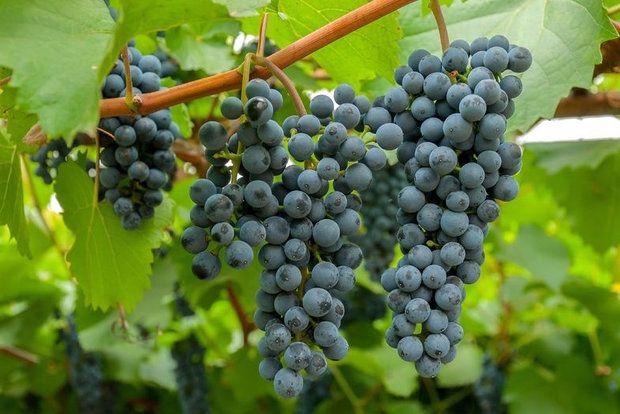 Amur grapes