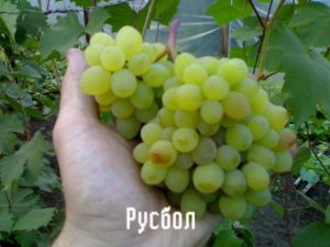 Descripción y características de la variedad de uva Rusbol, variedades, métodos de reproducción y cuidado.