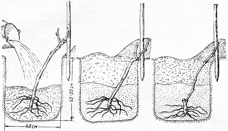 plantation de raisins