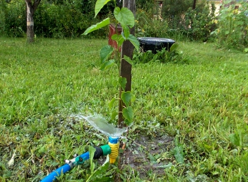 watering the apple tree