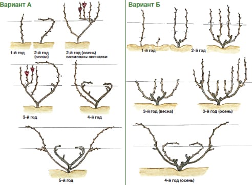 pruning grapes