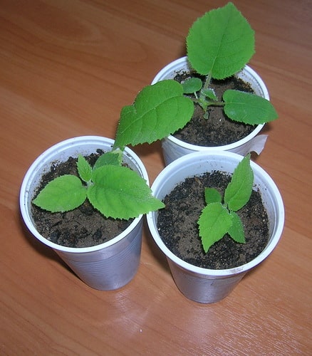 Actinidia landing