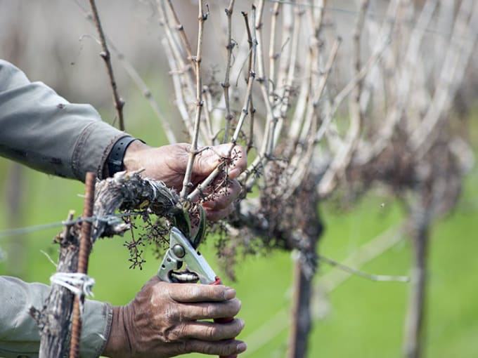 pruning grapes