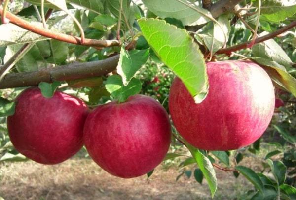 gloire du pommier aux gagnants