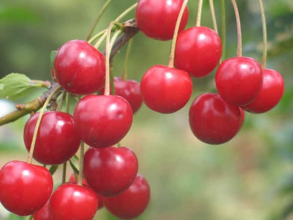 Cherry Memory of Yenikeev