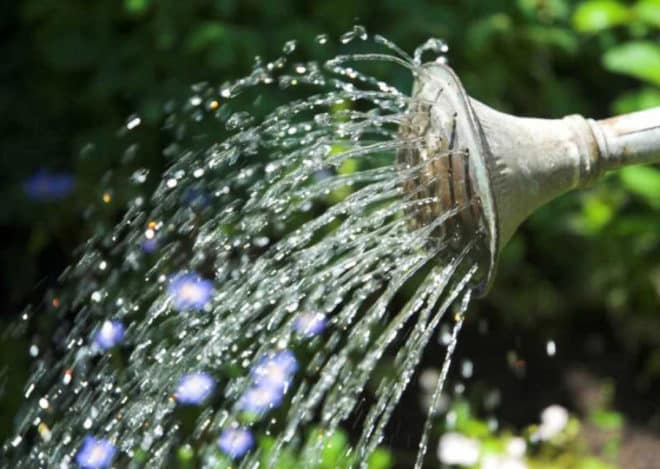 watering grapes