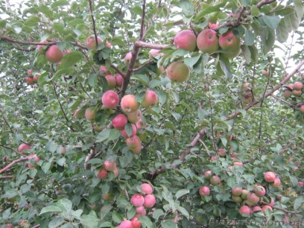 appelboom spartaans