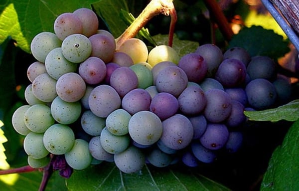 bunch of grapes