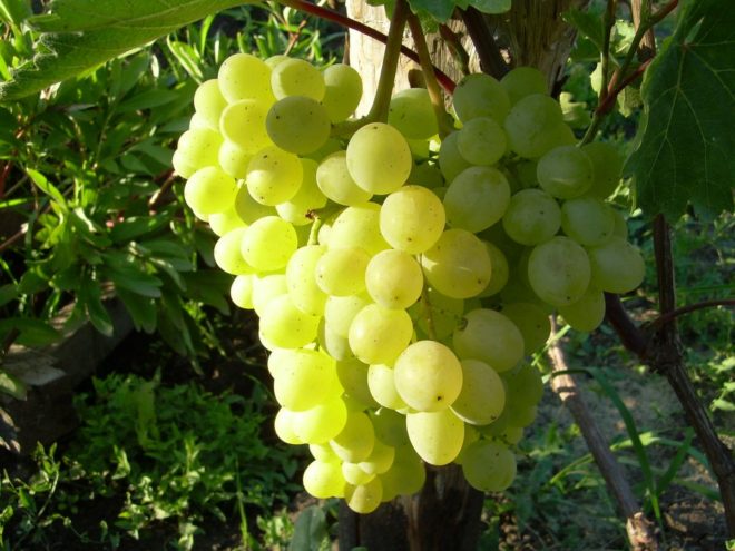 Uvas Rusbol