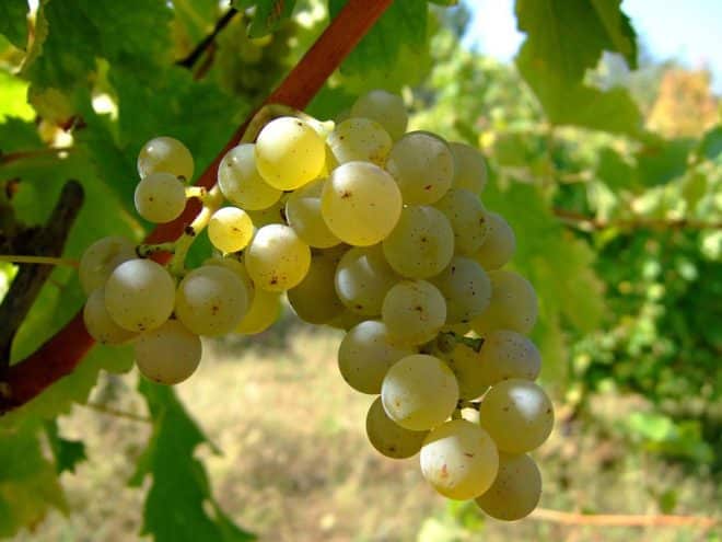 anggur sauvignon