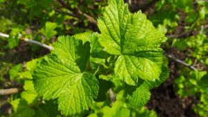 Medicinal properties of black currant leaves and contraindications, benefits and harms