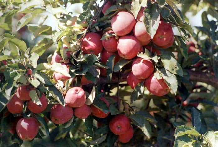 apple tree starkrimson