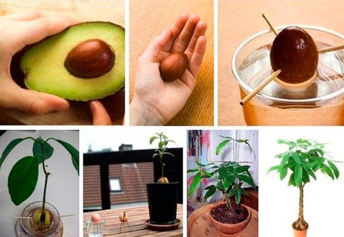 growing avocado