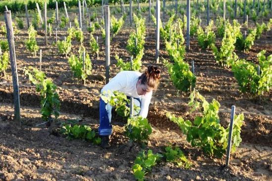 maturation de la vigne