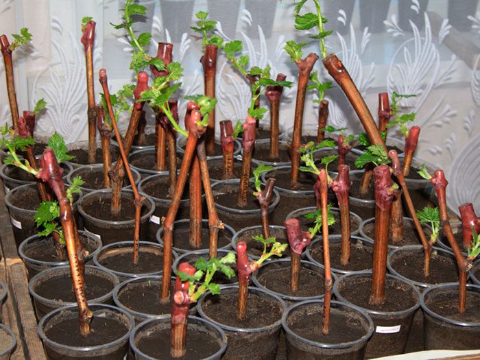 grape cuttings