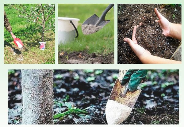 alimentation des arbres