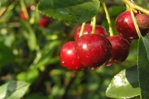 Description and characteristics of cherry varieties Malinovka, the best regions for growing