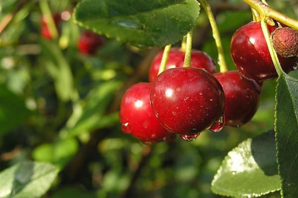 cherry robin