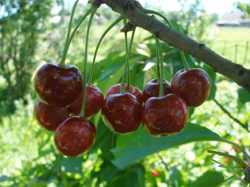 musa de cereza