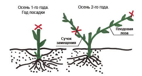 pruning grapes