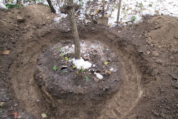 transplanté en été