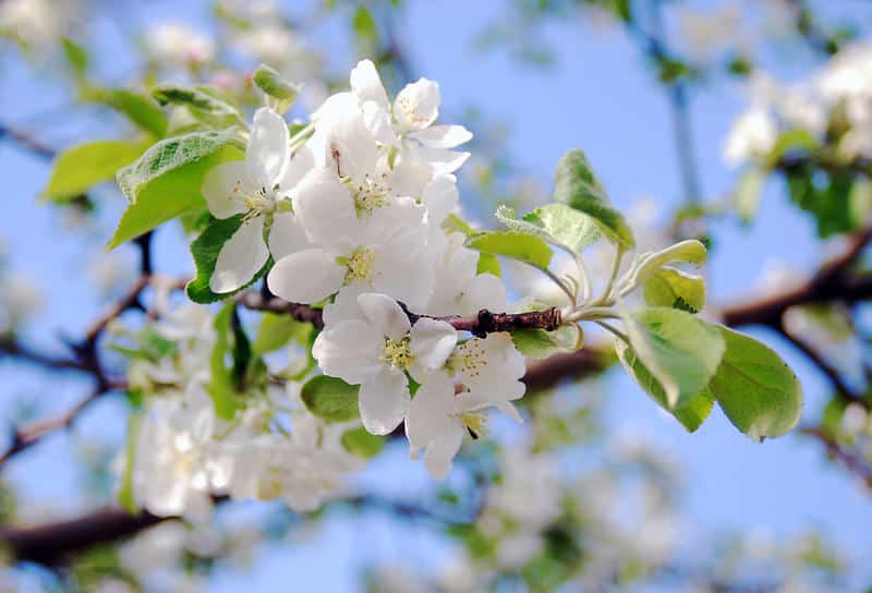 flor de manzana