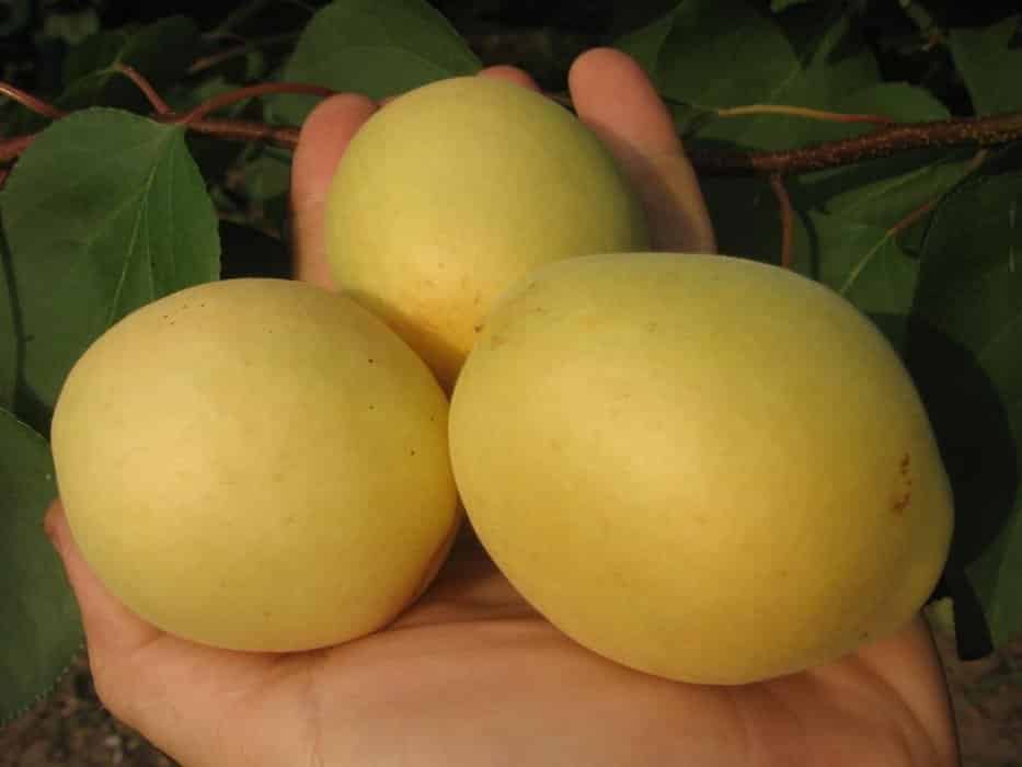 lemon pelbagai aprikot